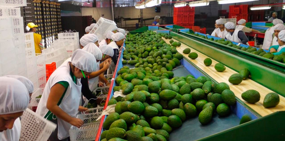 Envíos de palta llegan a US$ 754 millones en el periodo enero-setiembre