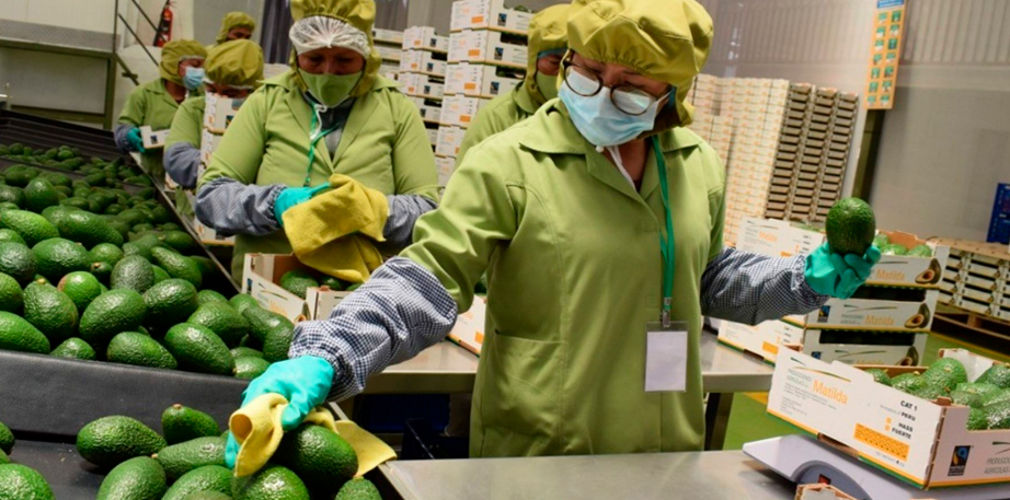 Perú, tercer exportador mundial de palta, enfrenta desafíos climáticos